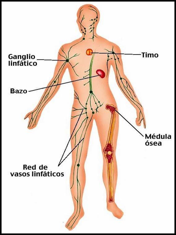 Il corpo umano per imparare lo spagnolo 36