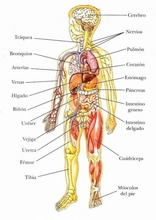 Il corpo umano per imparare lo spagnolo14